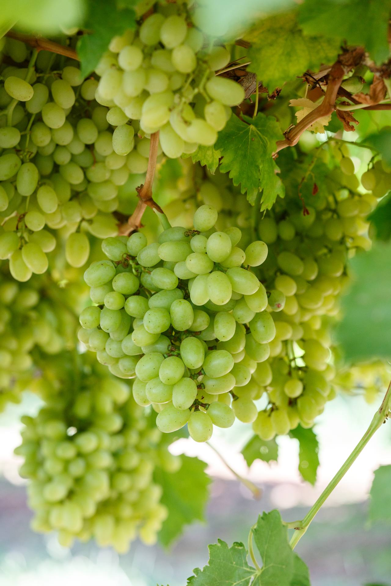 Green Grapes 2