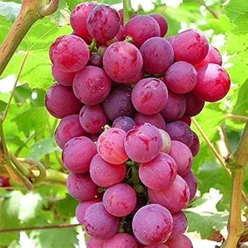Grapes