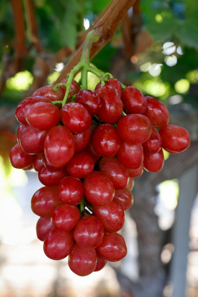 Red Grapes 4